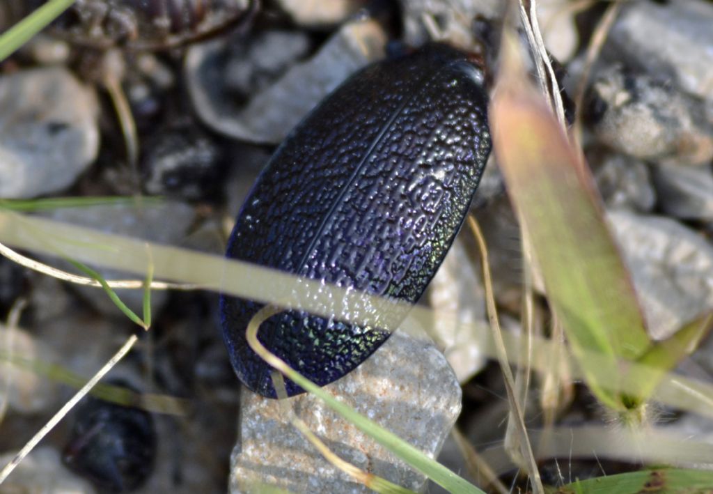 Elitre di Carabus intricatus? Più probabile di Carabus caelatus